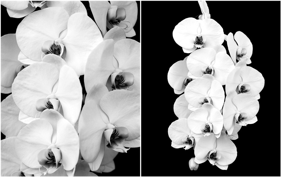 orchids